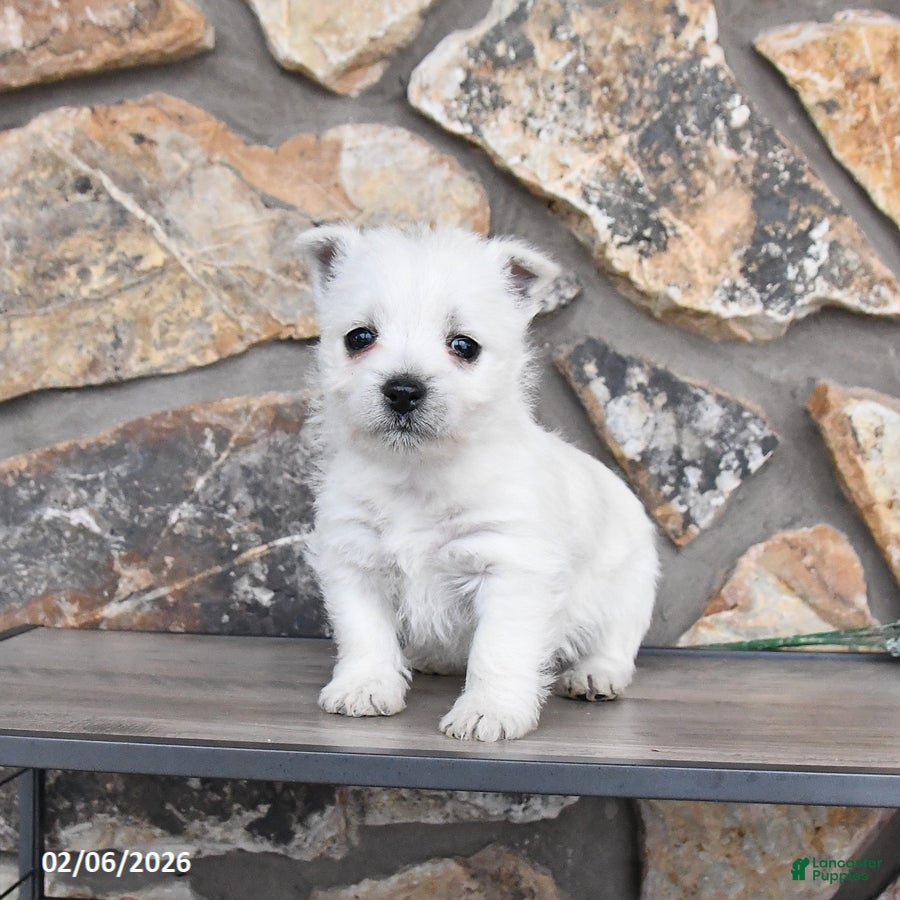 West Highland Terrier dogs Tonya - Ad 11