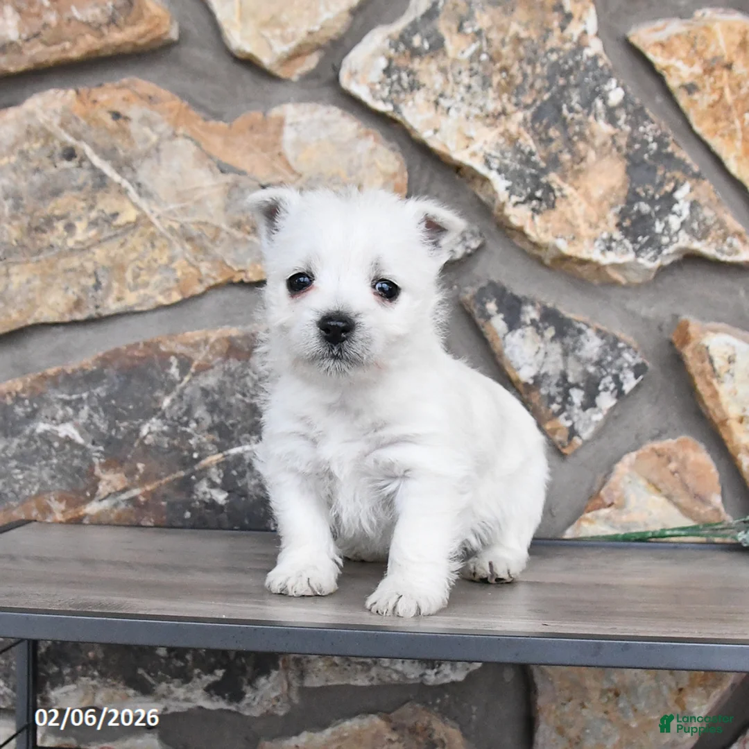 West Highland Terrier dogs for sale: Tonya - Ad 1