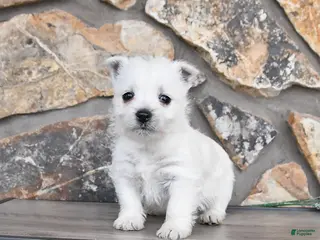 West Highland Terrier dogs Tonya - Ad 11