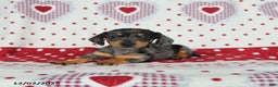 Miniature Dachshund dogs for sale: Wilbur - Ad 4