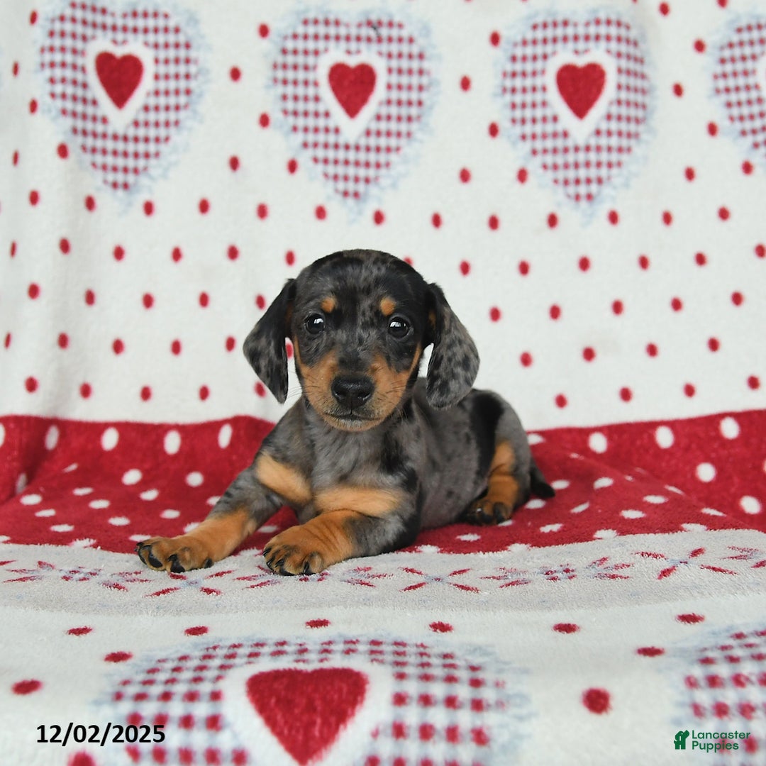 Miniature Dachshund dogs for sale: Wilbur - Ad 4