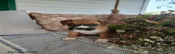 Boxer dogs for sale: Sassafras - Ad 3