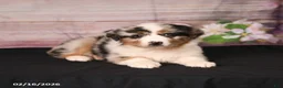 Miniature Australian Shepherd dogs for sale: Tulip - Ad 4