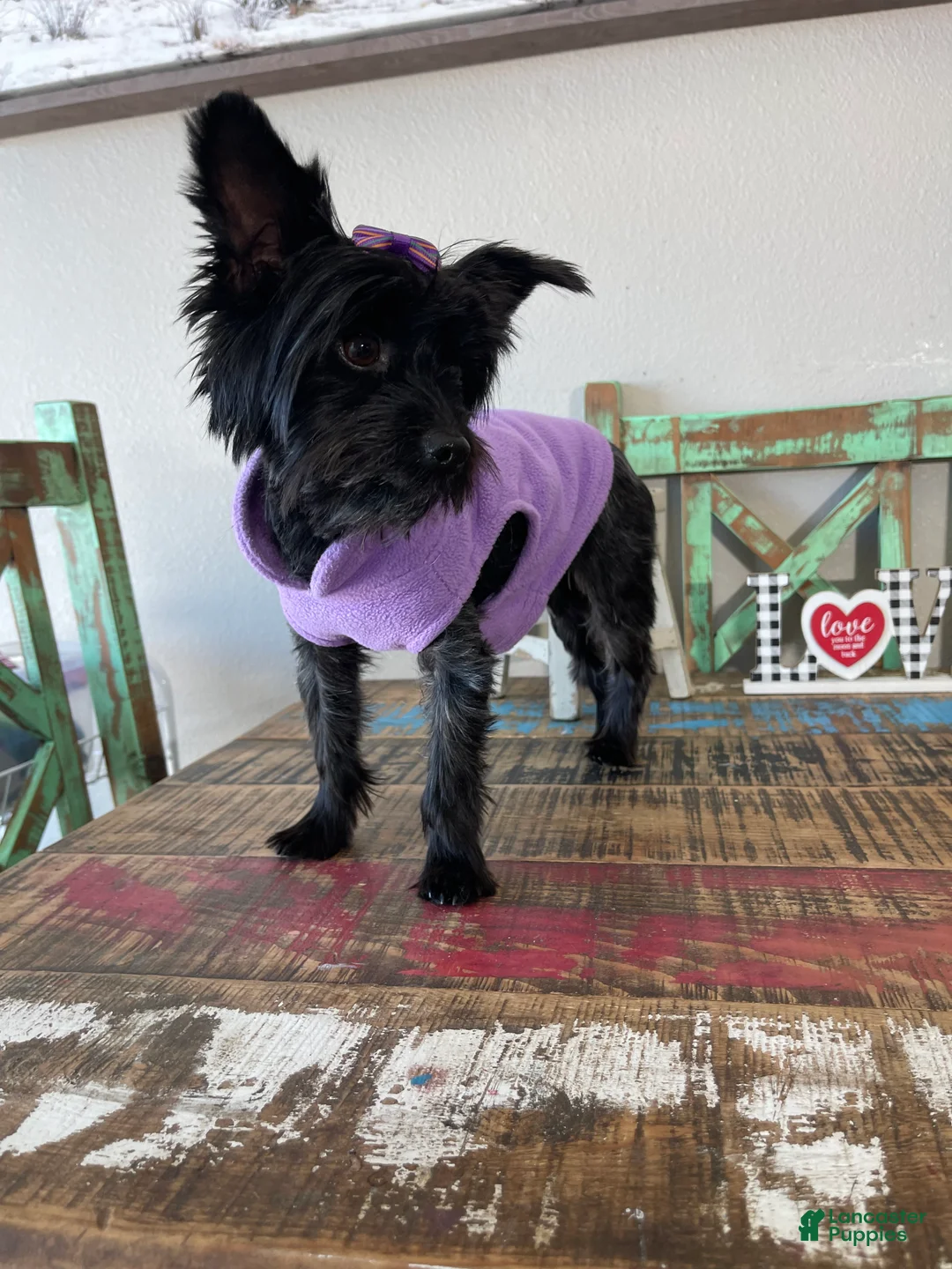 Yorkshire Terrier dogs for sale: KB Black Mia 5 pounds  - Ad 7