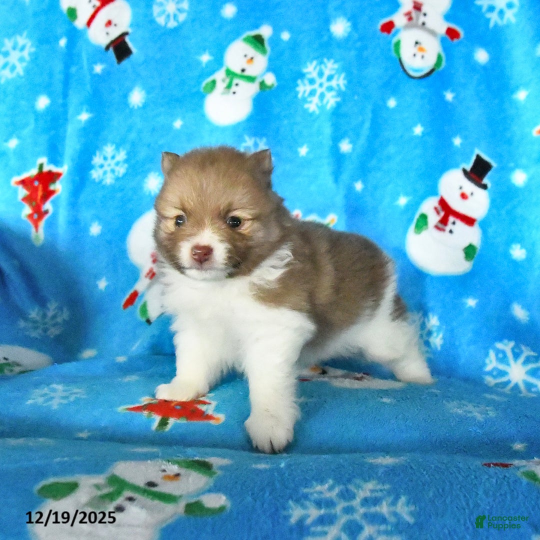 Pomeranian dogs for sale: Patches - Ad 2