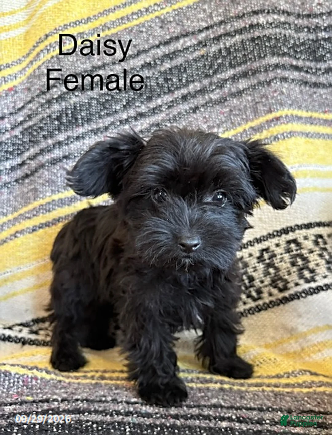 Yorkiepoo dogs for sale: Daisy - Ad 3