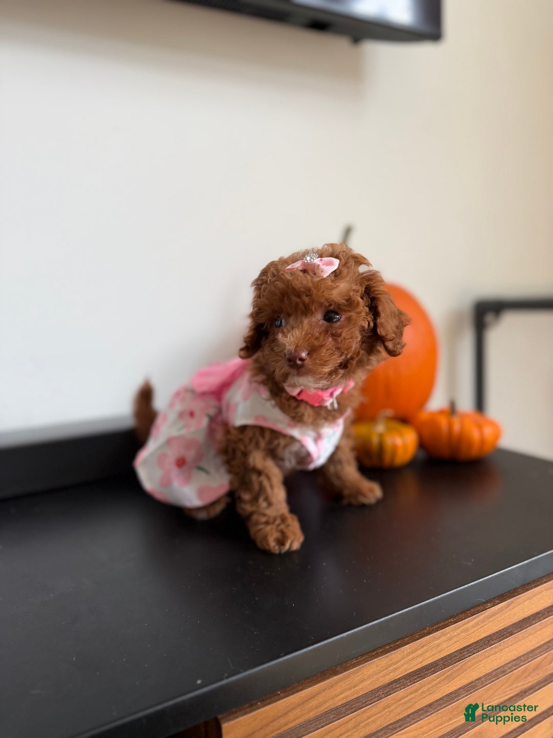 Toy Poodle dogs for sale: Teacup Nadiyah  - Ad 6