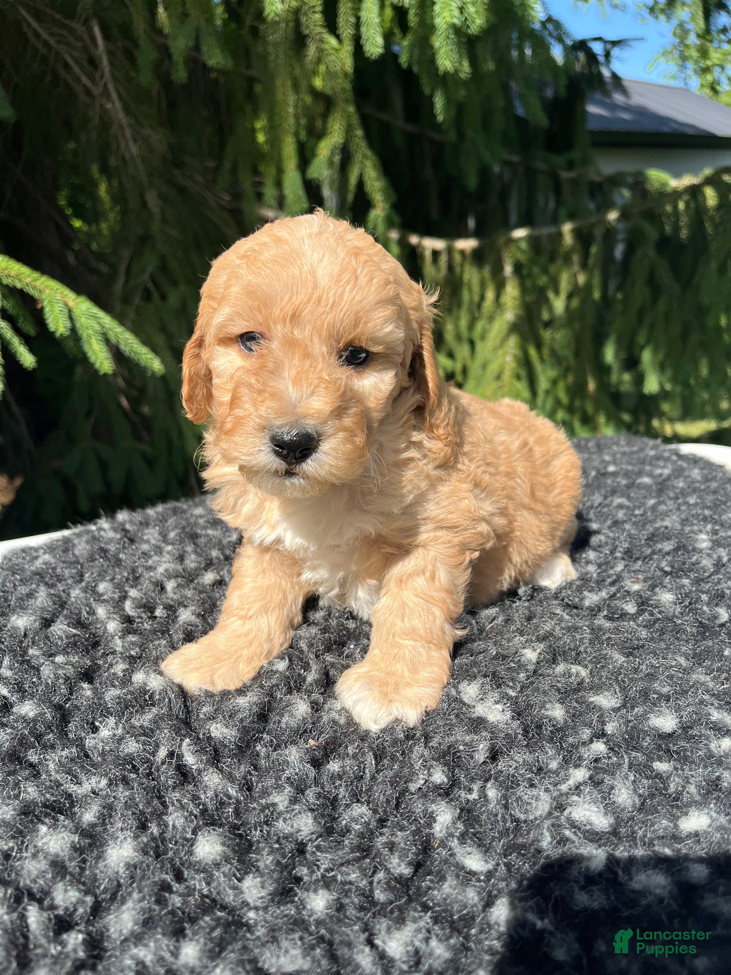 Mini Goldendoodle dogs Bella - Ad 41
