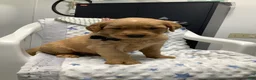 Golden Retriever dogs for sale: Golden Retriever - Fido - Ad 5