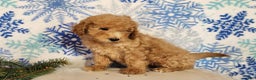 Mini Goldendoodle dogs for sale: Indy - Ad 9