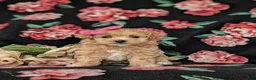 Maltipoo dogs for sale: Sierra 6 lbs full grown - Ad 2