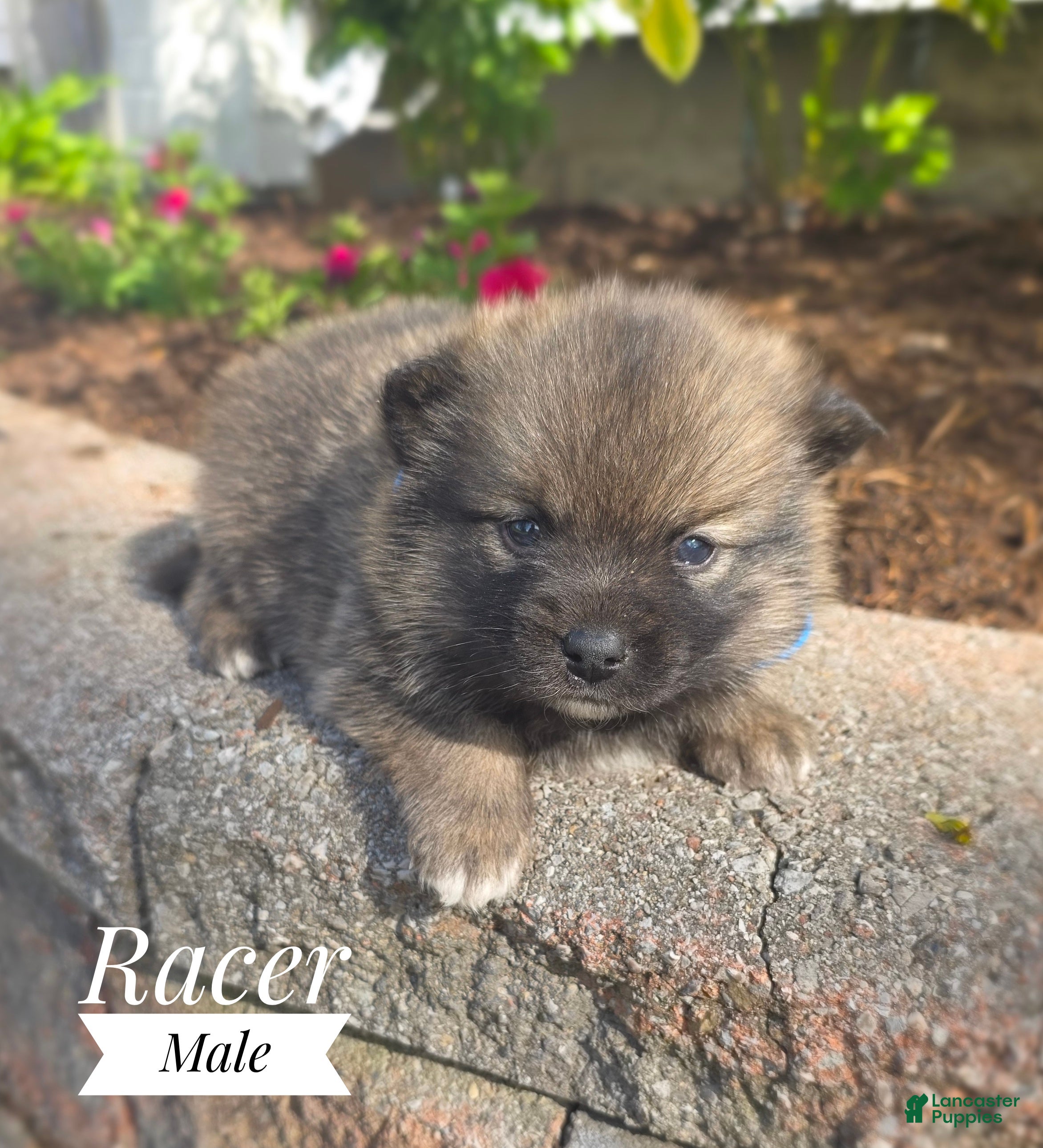 Pomsky dogs Racer - Ad 1