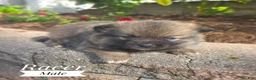 Pomsky dogs for sale: Racer - Ad 1
