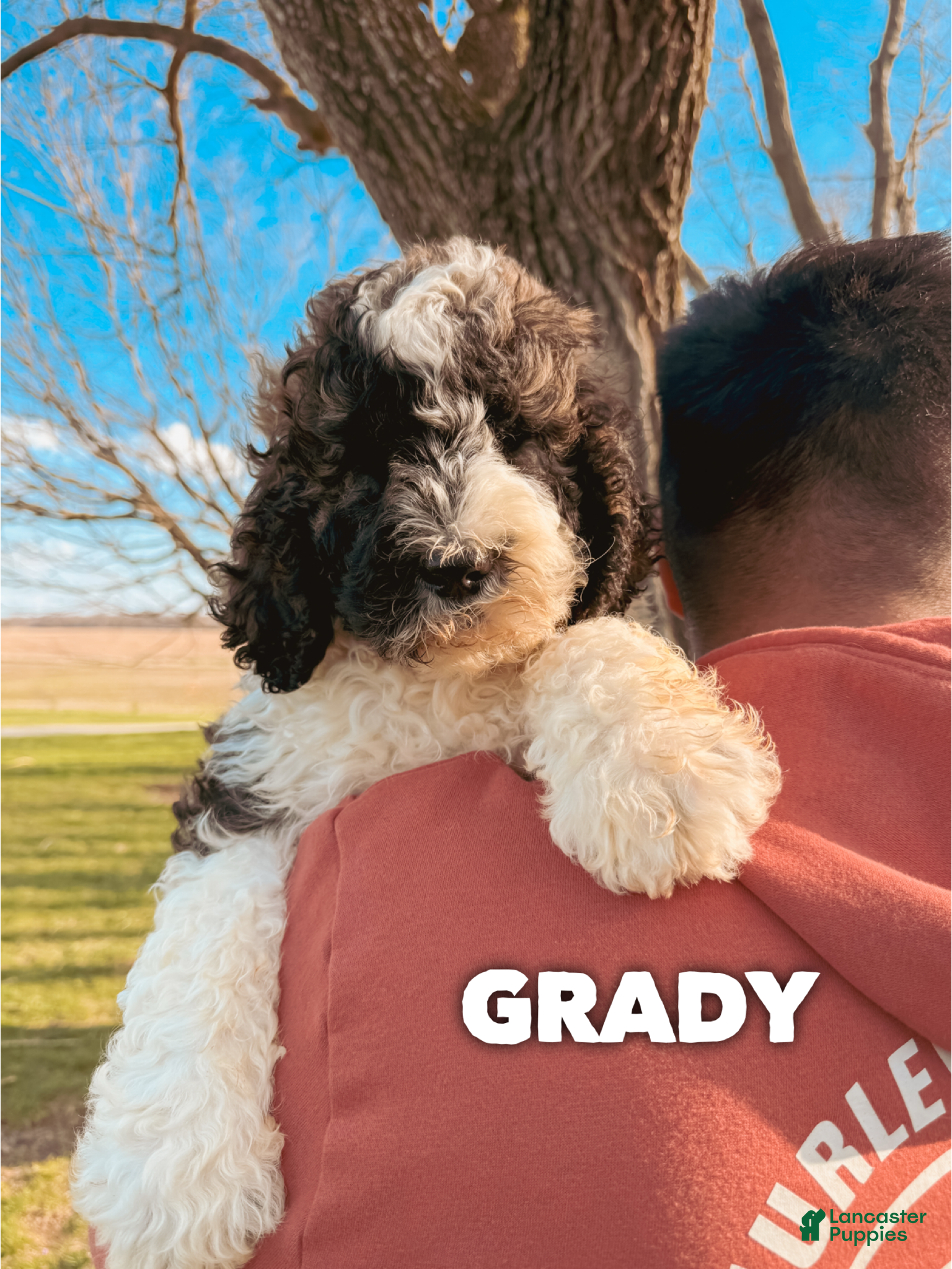 Saint Berdoodles dogs Grady - Ad 1