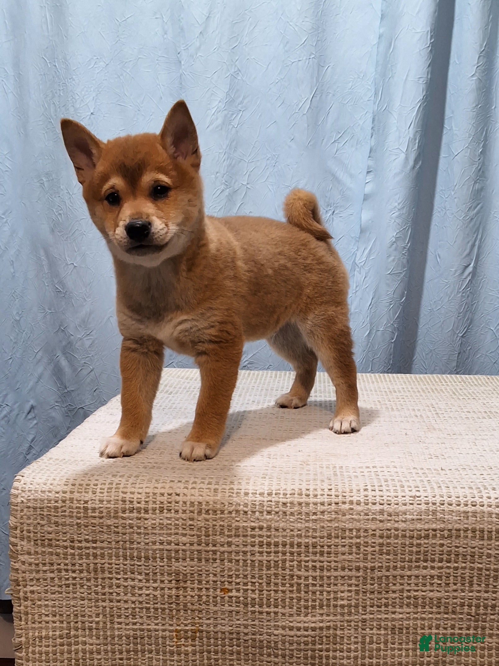 Shiba Inu dogs Tex - Ad 2