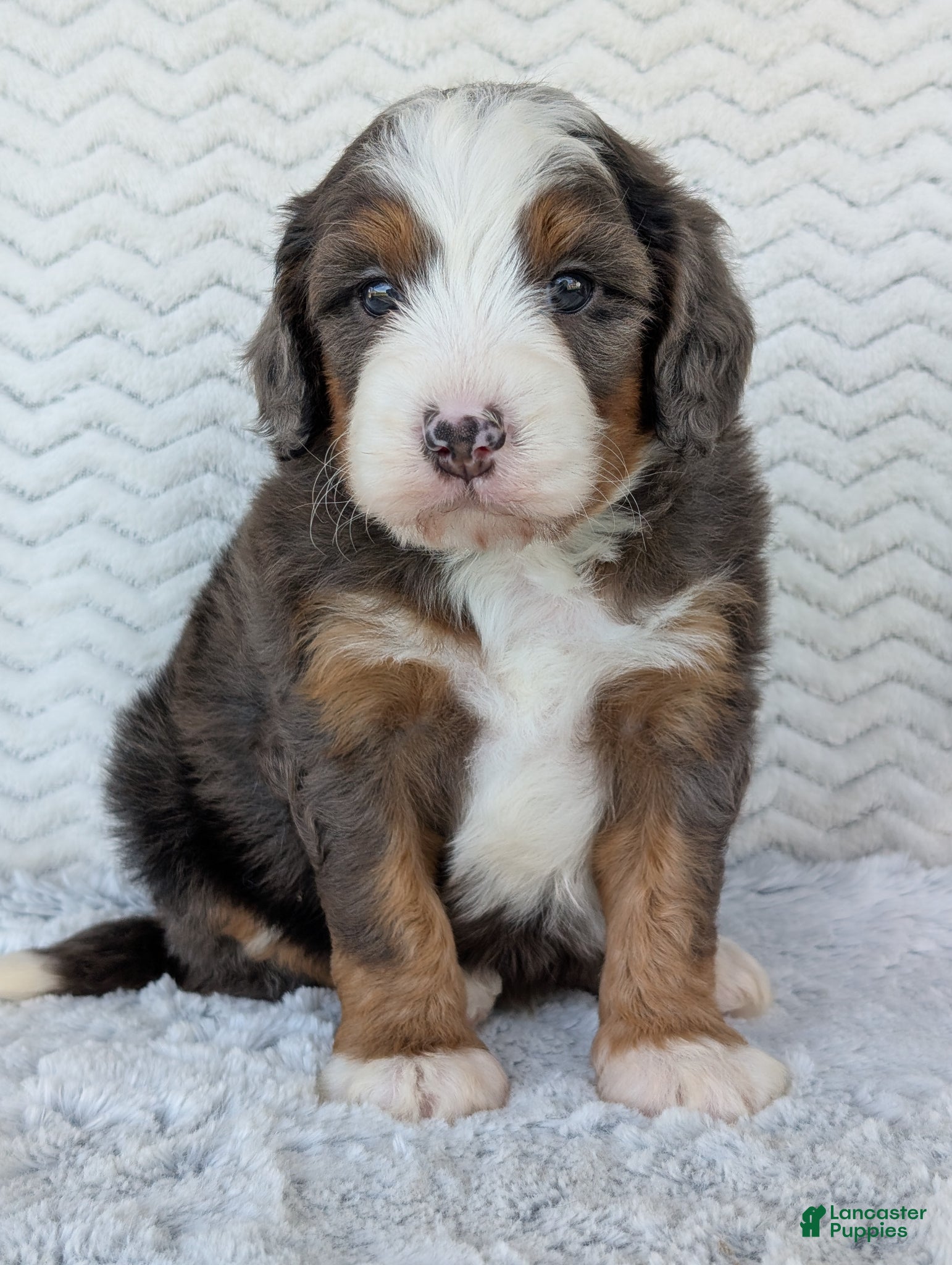 Mini Bernedoodle dogs Mini Louie  - Ad 1