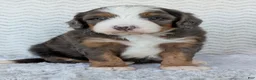 Mini Bernedoodle dogs for sale: Mini Louie  - Ad 1