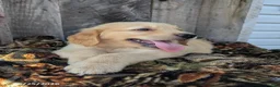 Golden Retriever dogs for sale: Wesson - Ad 4