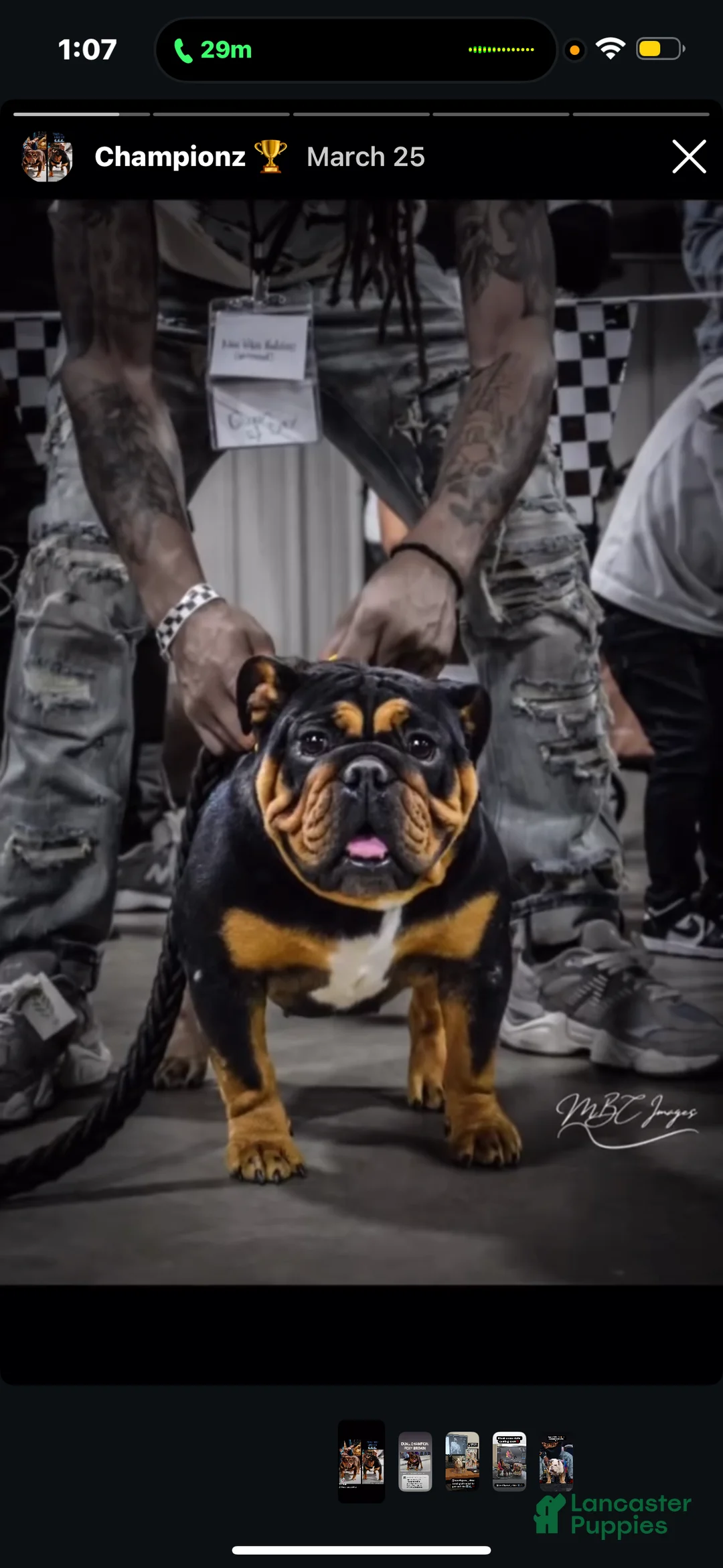 English Bulldog dogs for sale: Blackjack  - Ad 2