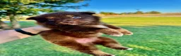 Miniature Australian Shepherd dogs for sale: Coast - Ad 4