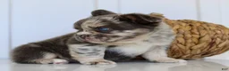 French Bulldog dogs for sale: Dakota Male AKC Fluffy French Bulldog - Ad 14
