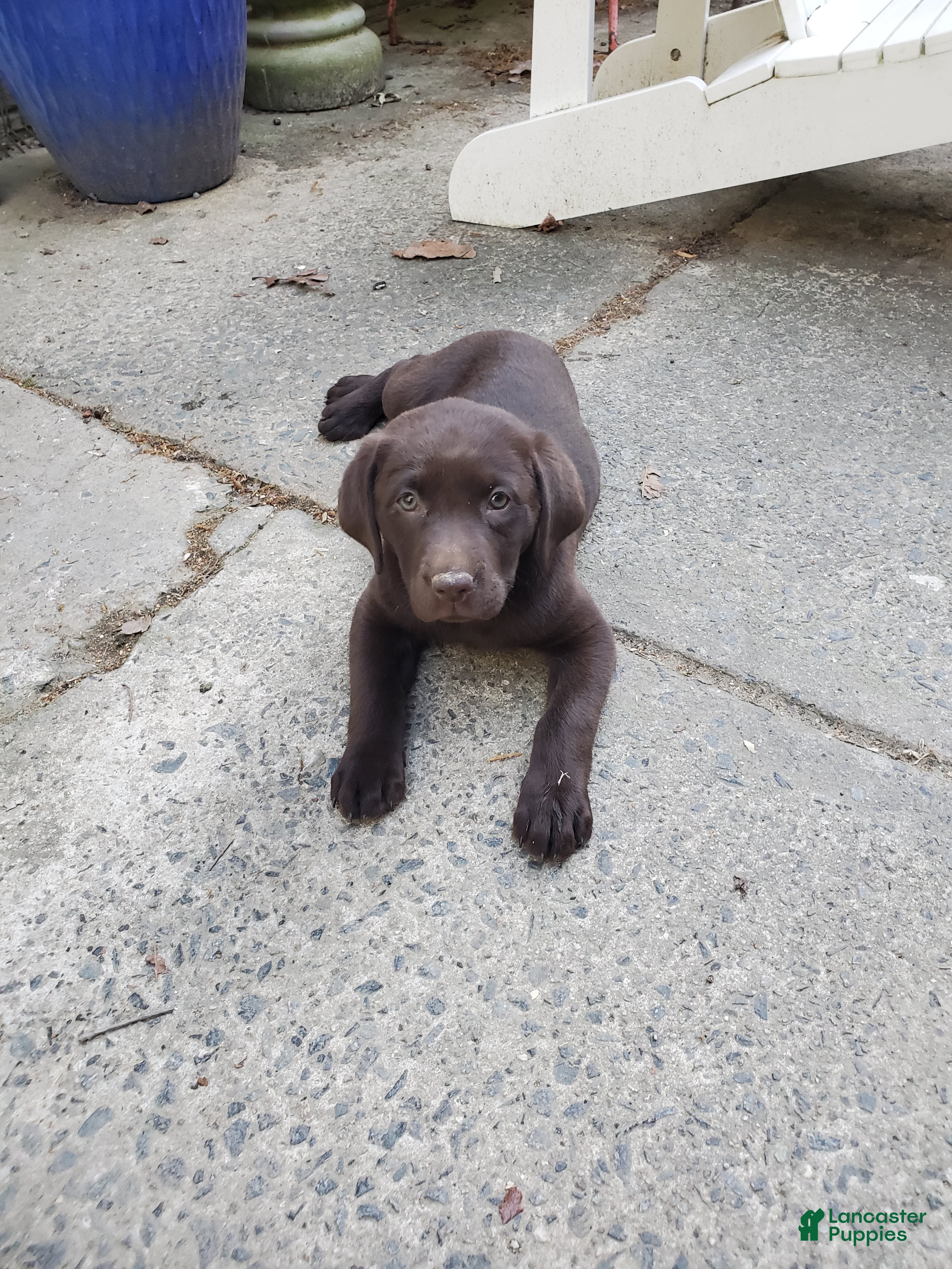 Labrador Retriever dogs Rocko - Ad 2