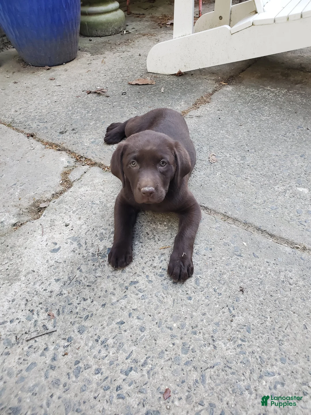 Labrador Retriever dogs for sale: Rocko - Ad 2