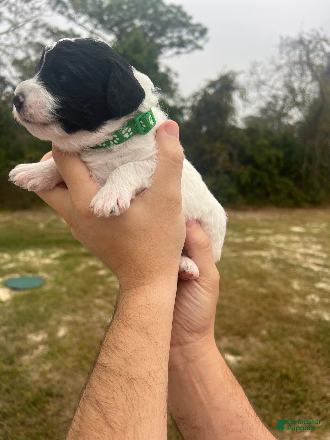 Mini Sheepadoodle dogs for sale: Dark green-Noir - Ad 4