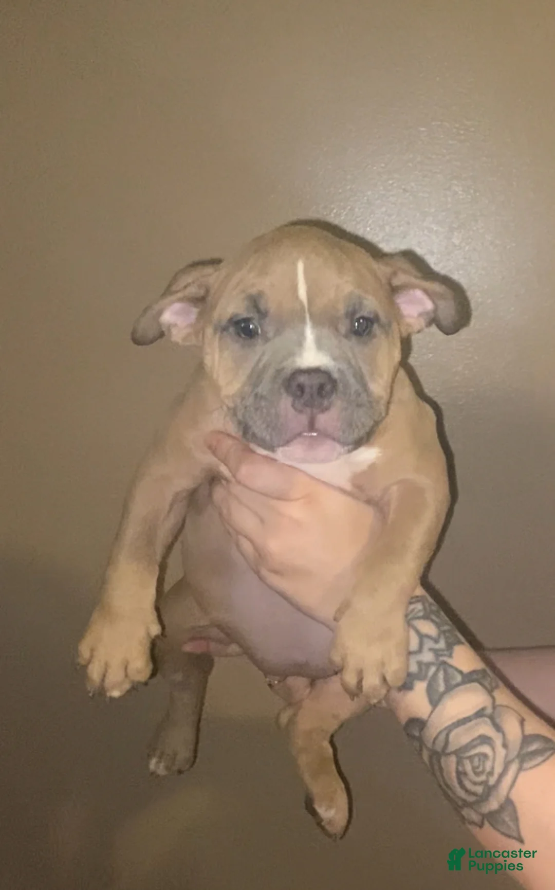 American Bully dogs for sale: Bella - Ad 1