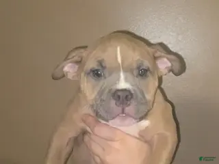 American Bully dogs Bella - Ad 26