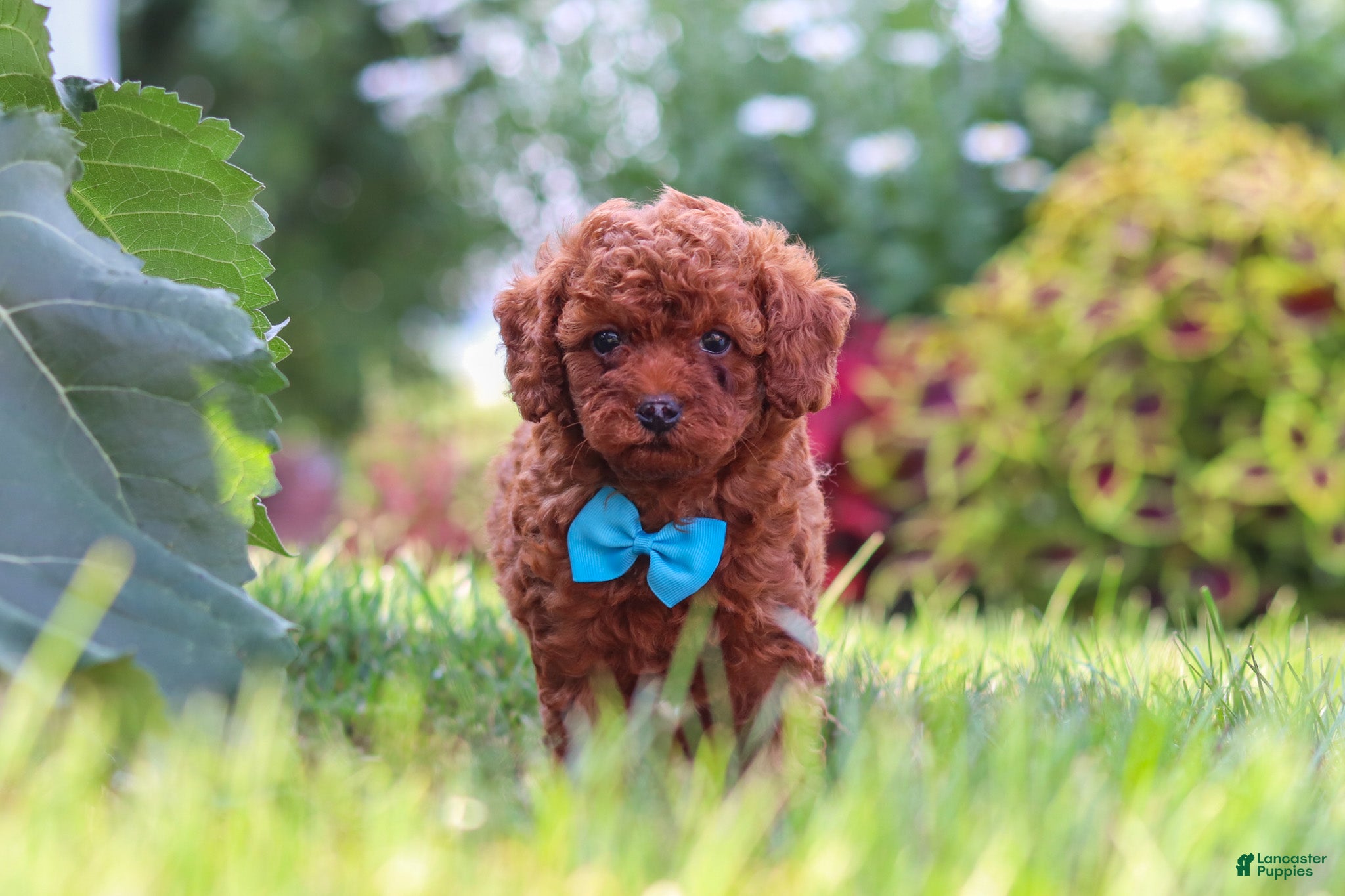 Miniature Poodle dogs Milo - Ad 1