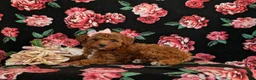 Toy Poodle dogs for sale: India - Ad 4