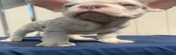 French Bulldog dogs for sale: French Bulldog 2 - Ad 1