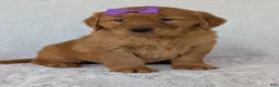 Golden Retriever dogs for sale: Miss Summer  - Ad 26