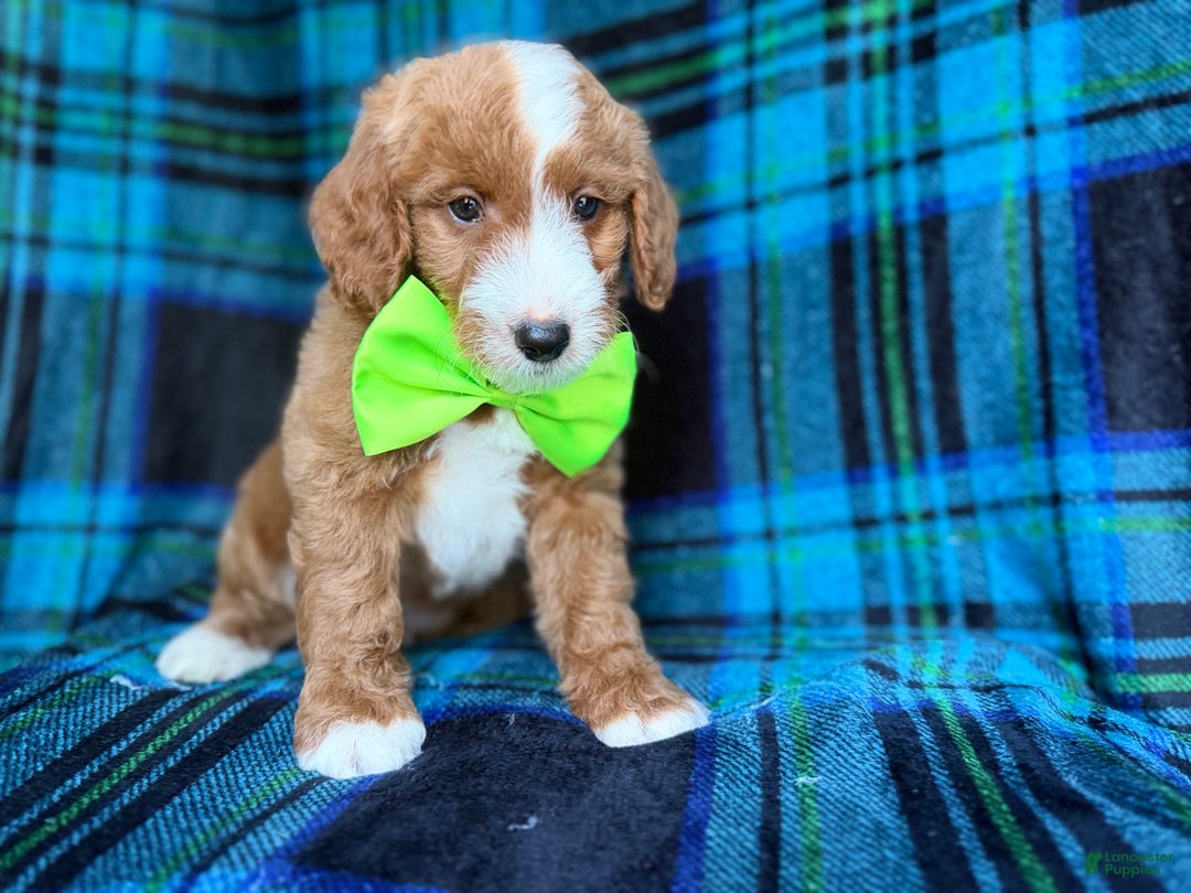 Cavapoo dogs for sale: Flame - Ad 8