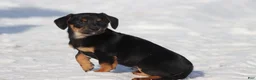 Dachshund dogs for sale: Bullet bill - Ad 3