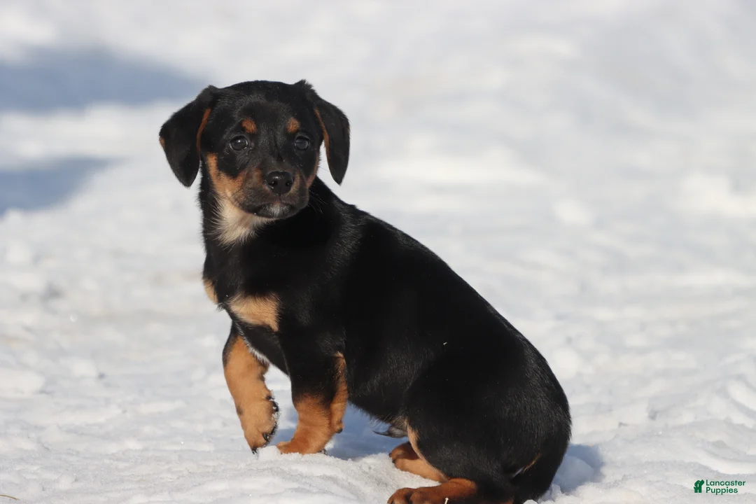 Dachshund dogs for sale: Bullet bill - Ad 3