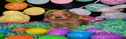 Cockapoo dogs for sale: Monte - Ad 5