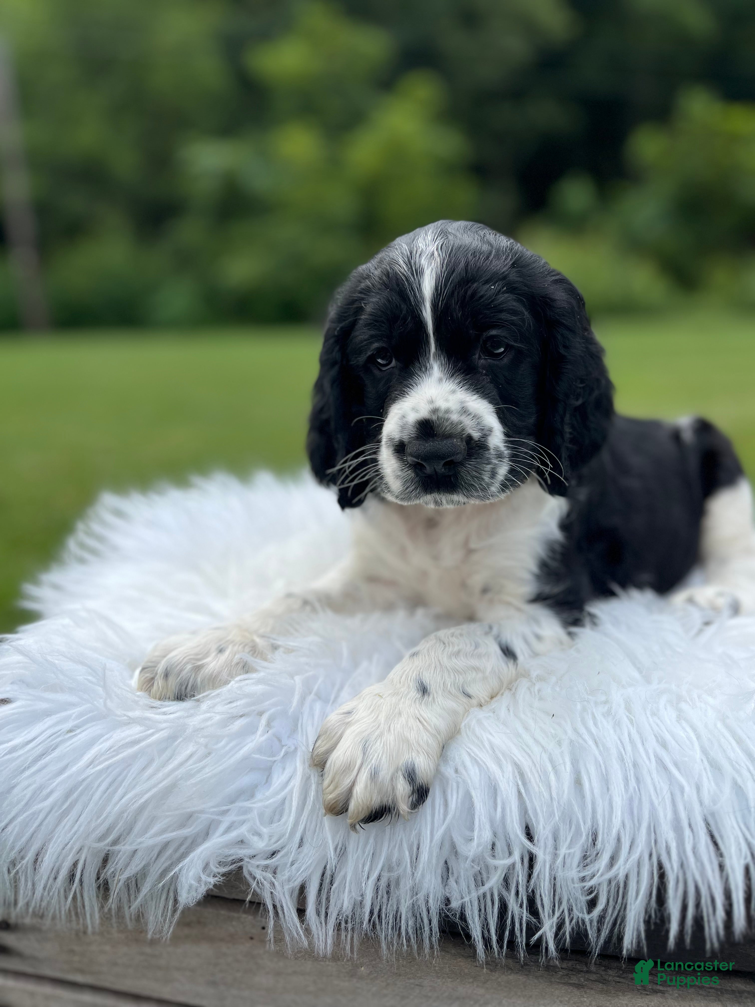 English Springer Spaniel dogs Duke - Ad 1