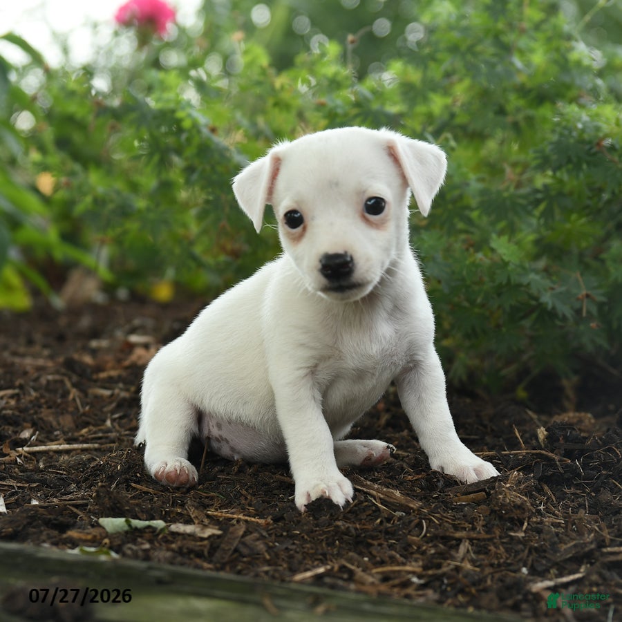 Jack Russell Terrier dogs Glenda - Ad 1