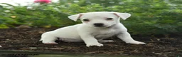 Jack Russell Terrier dogs for sale: Glenda - Ad 1