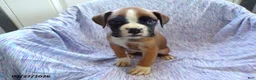Boxer dogs for sale: Waylon - Ad 5