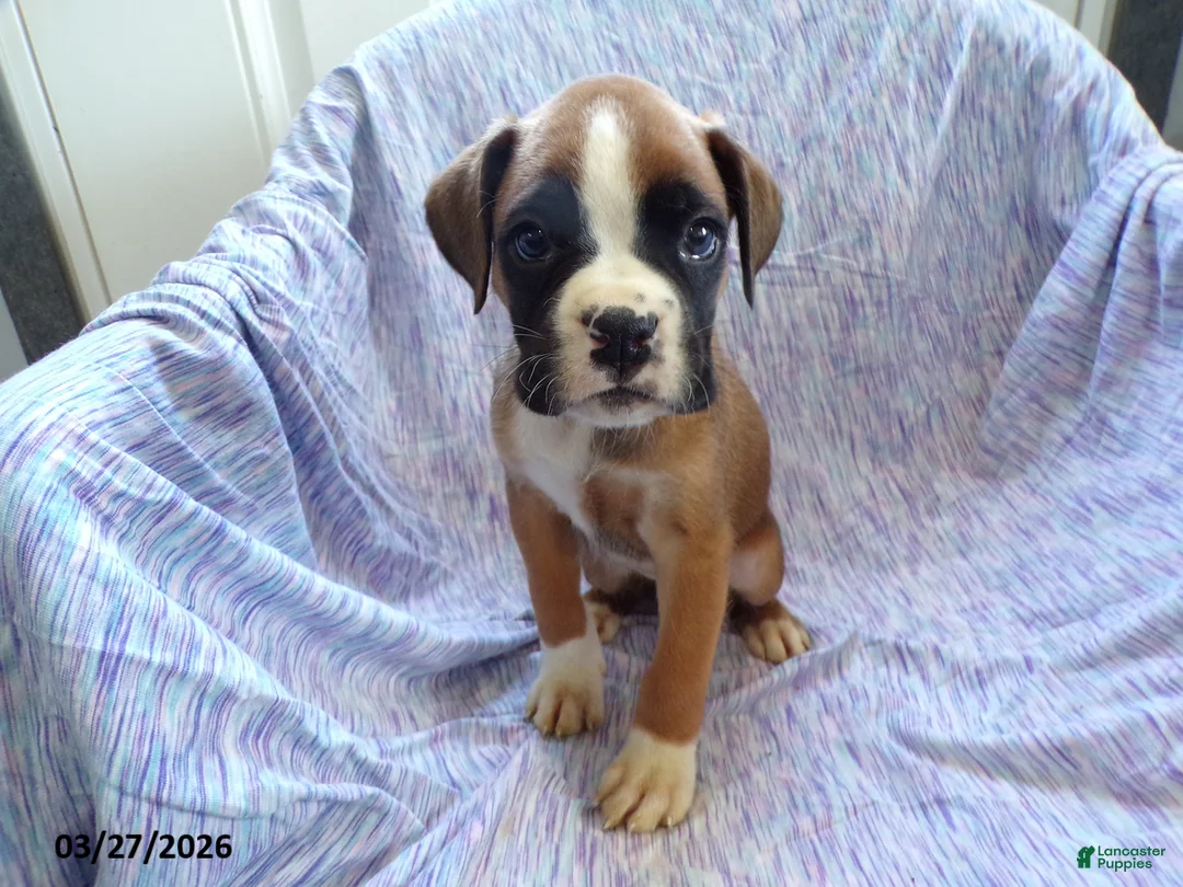 Boxer dogs for sale: Waylon - Ad 5