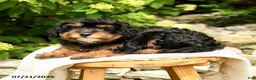 Mini Bernedoodle dogs for sale: Chloe - Ad 3