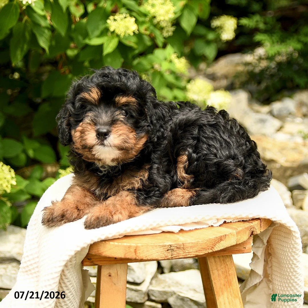 Mini Bernedoodle dogs for sale: Chloe - Ad 3
