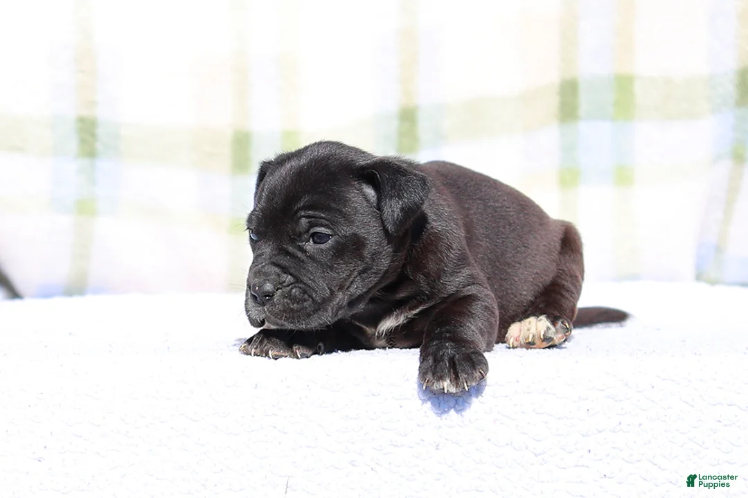 Mixed Breed dogs for sale: Starling - European Doberdane - Ad 2