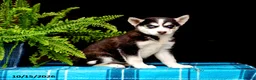 Pomsky dogs for sale: Twila - Ad 5