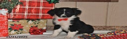 Australian Shepherd dogs for sale: Dakota - Ad 2