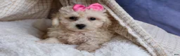Bichpoo dogs for sale: NANCY - Ad 9