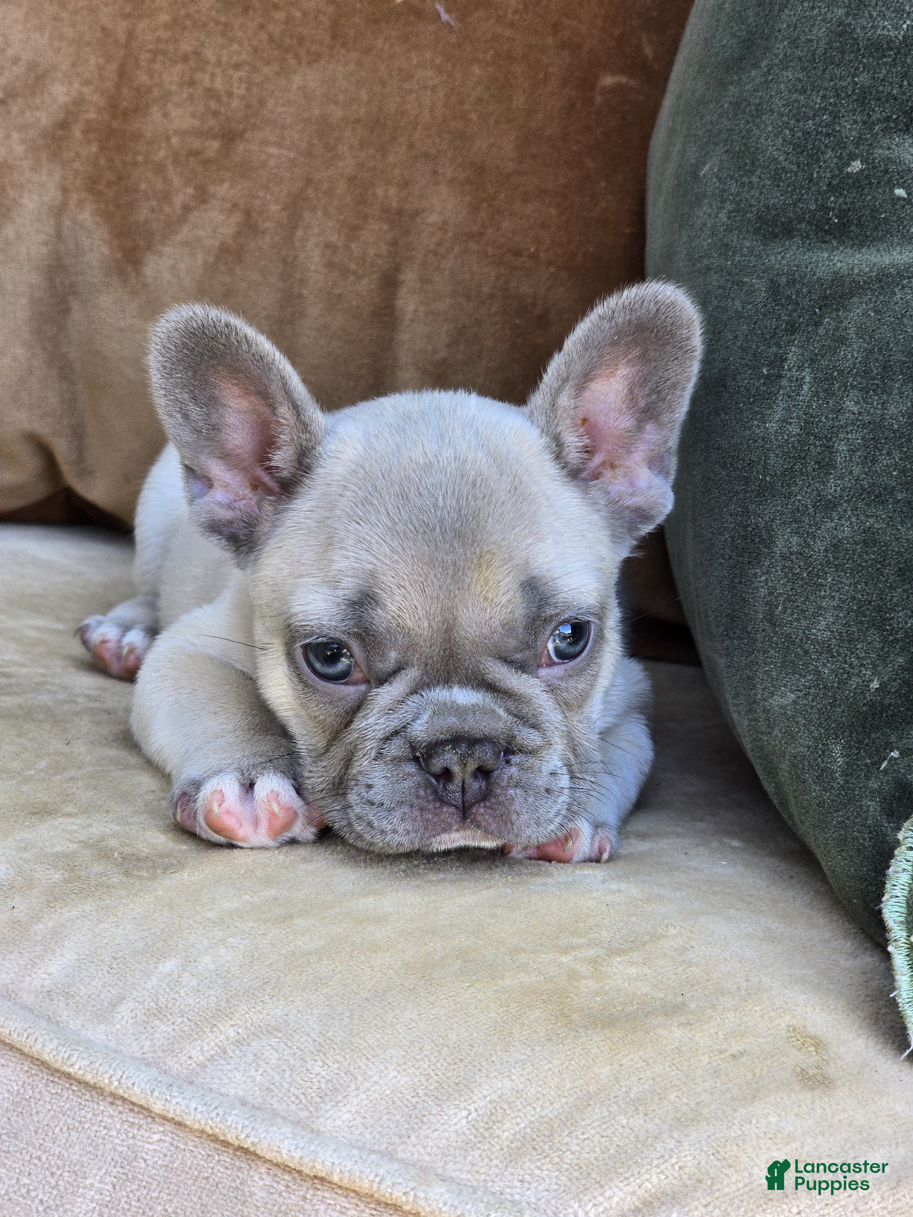French Bulldog dogs Ollie - Ad 2